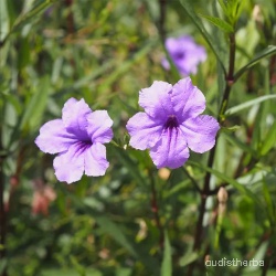 Ruellia tuberosa flower2.jpg